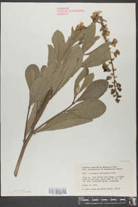 Crotalaria spectabilis image