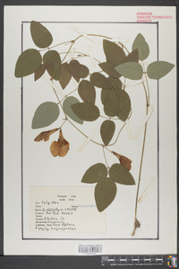 Desmodium glabellum image