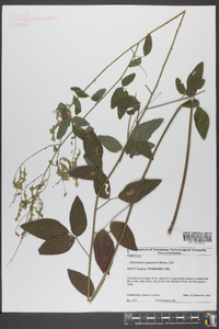 Desmodium glabellum image