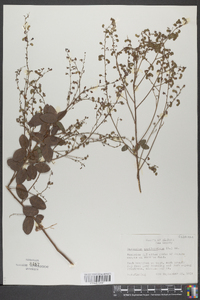 Desmodium marilandicum image