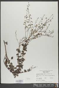 Desmodium obtusum image