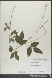 Desmodium rotundifolium image