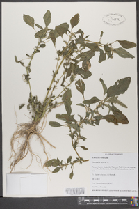 Amaranthus spinosus image