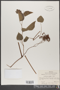 Ampelopsis cordata image