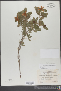 Hypericum prolificum image