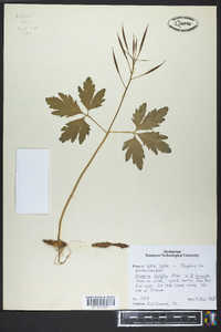 Cardamine diphylla image