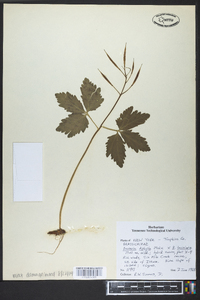 Cardamine diphylla image