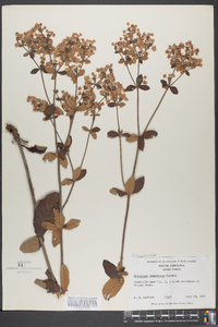 Eriogonum tomentosum image