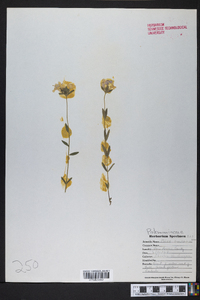 Phlox amoena image