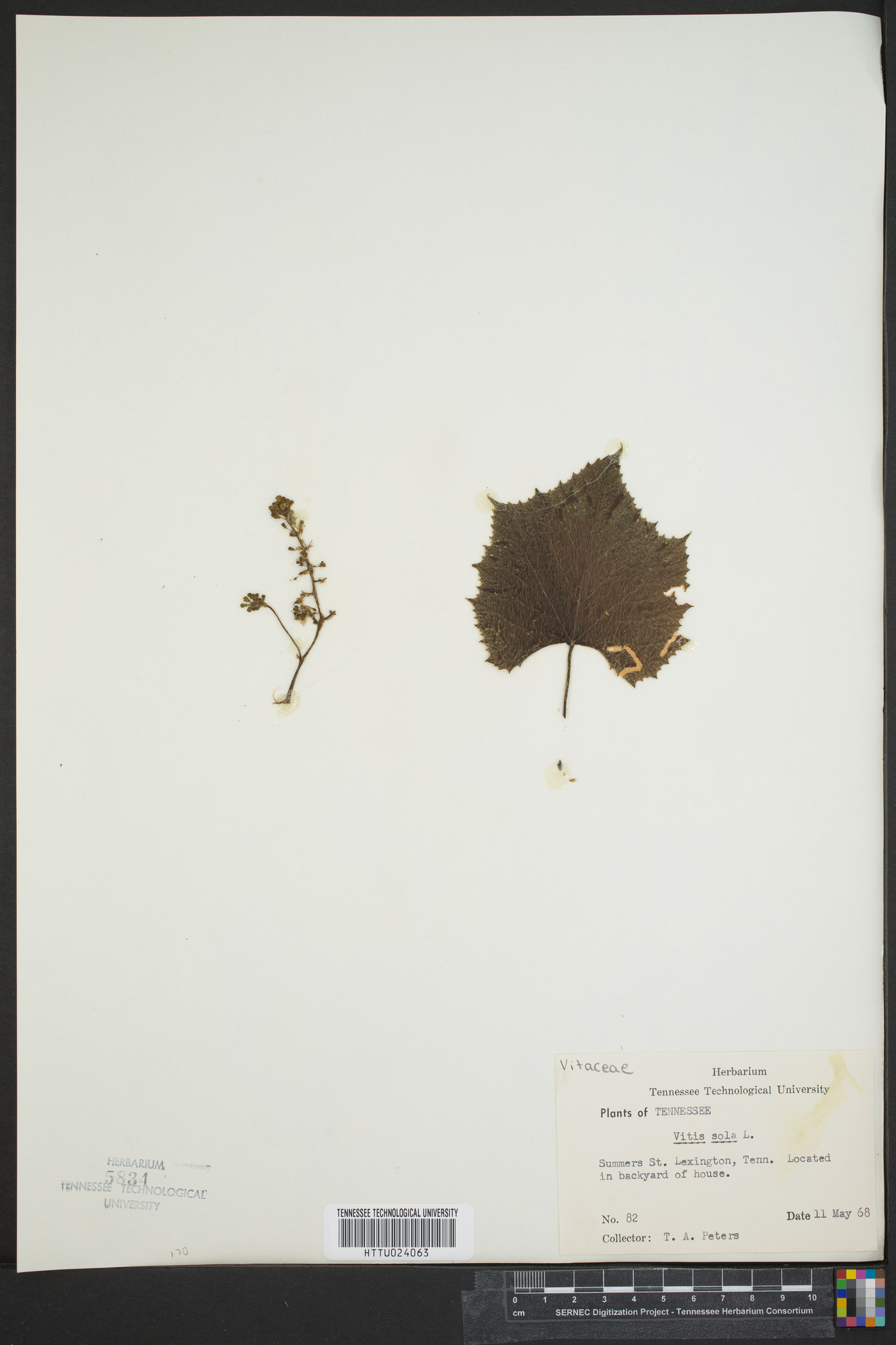 Vitis sola image