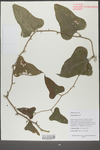 Smilax bona-nox image