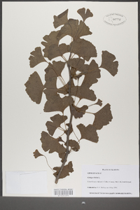 Ginkgo biloba image