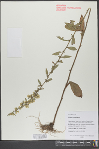 Solidago erecta image