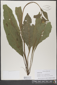 Parthenium integrifolium image