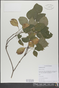 Staphylea trifolia image