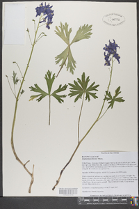 Delphinium tricorne image