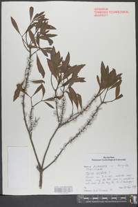 Myrica cerifera image