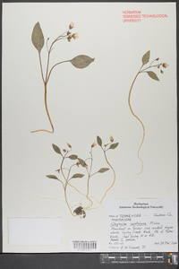 Claytonia caroliniana image