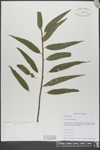 Salix caroliniana image