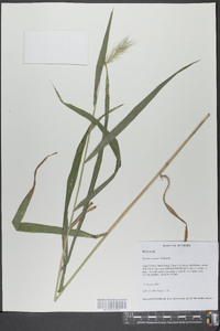 Elymus riparius image