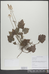 Tiarella cordifolia image