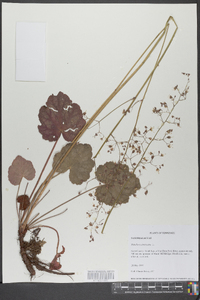 Heuchera americana image