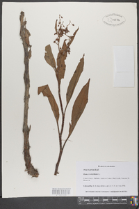 Rumex verticillatus image