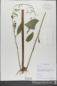 Lactuca floridana image