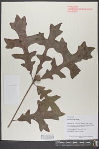 Quercus lyrata image