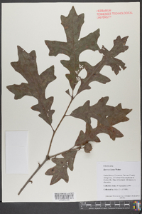 Quercus lyrata image