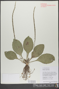 Plantago rugelii image