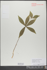 Medeola virginiana image