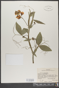 Lathyrus latifolius image