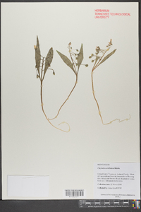 Claytonia caroliniana image