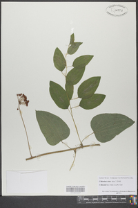 Smilax herbacea image