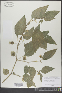 Physalis virginiana image