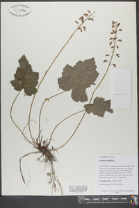 Tiarella cordifolia image