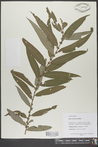 Salix caroliniana image