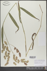 Chasmanthium latifolium image