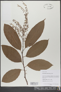 Oxydendrum arboreum image