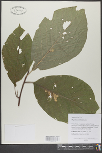 Magnolia acuminata image