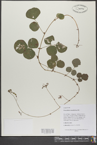 Desmodium rotundifolium image