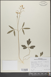 Cardamine angustata image