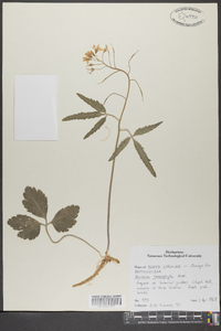 Cardamine angustata image