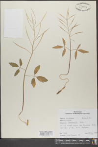 Cardamine angustata image