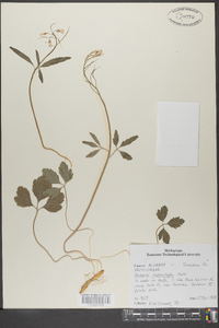 Cardamine angustata image