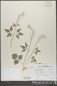 Cardamine angustata image