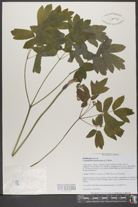 Caulophyllum thalictroides image