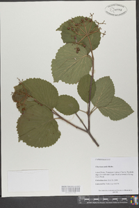 Viburnum molle image