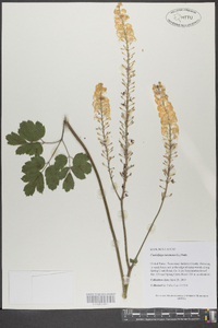 Actaea racemosa image